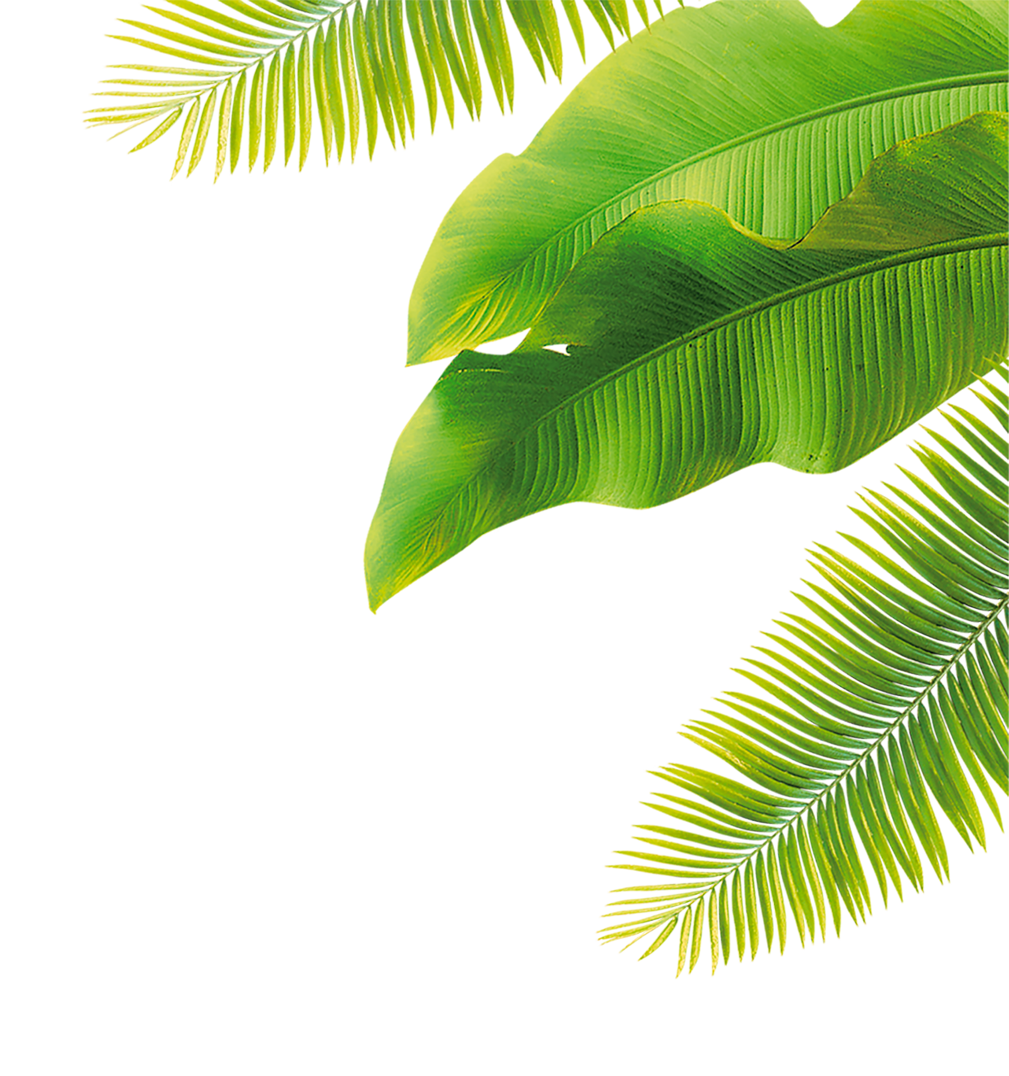 images/tropical-banana-leaf.png